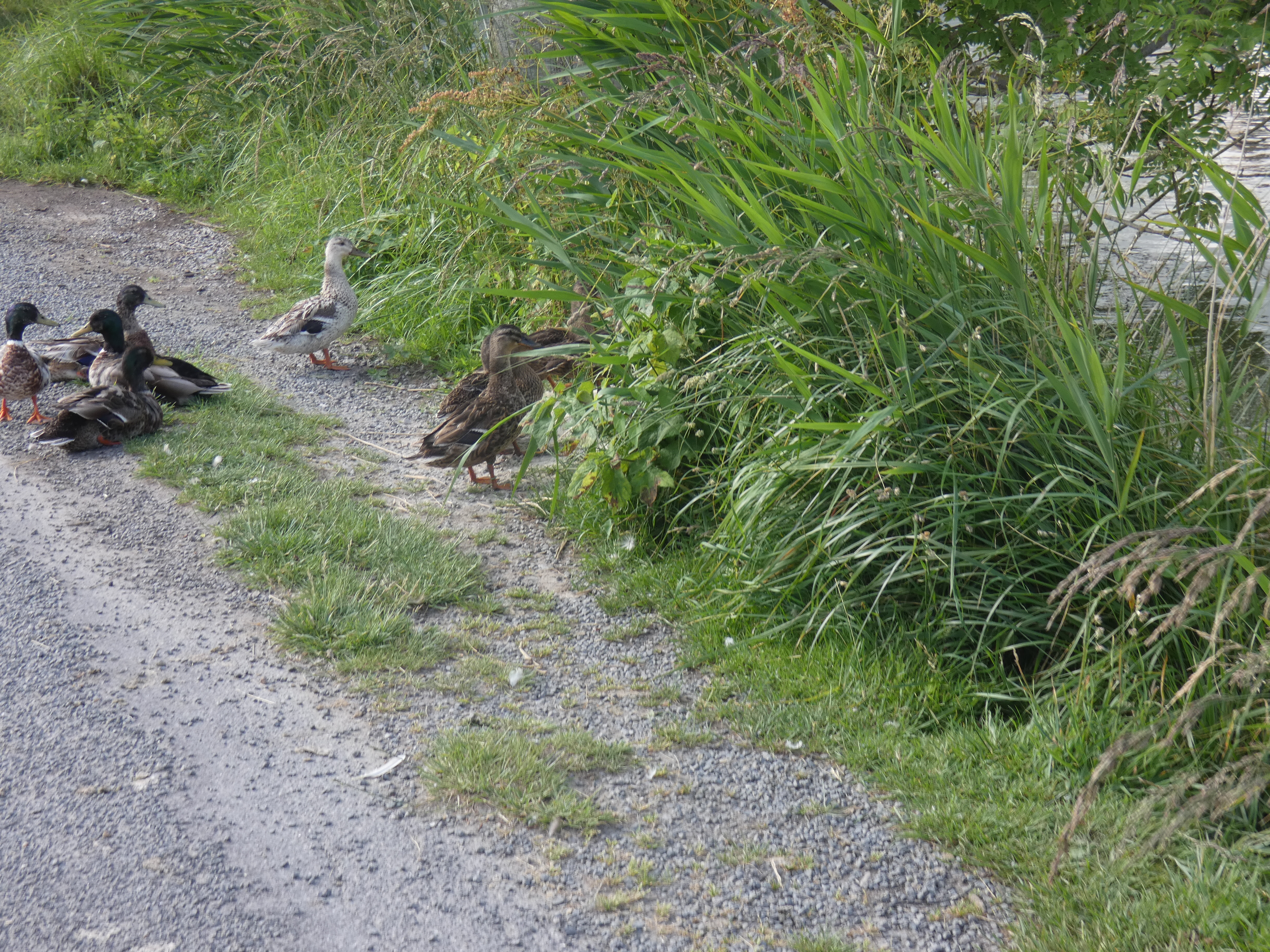 Image 92