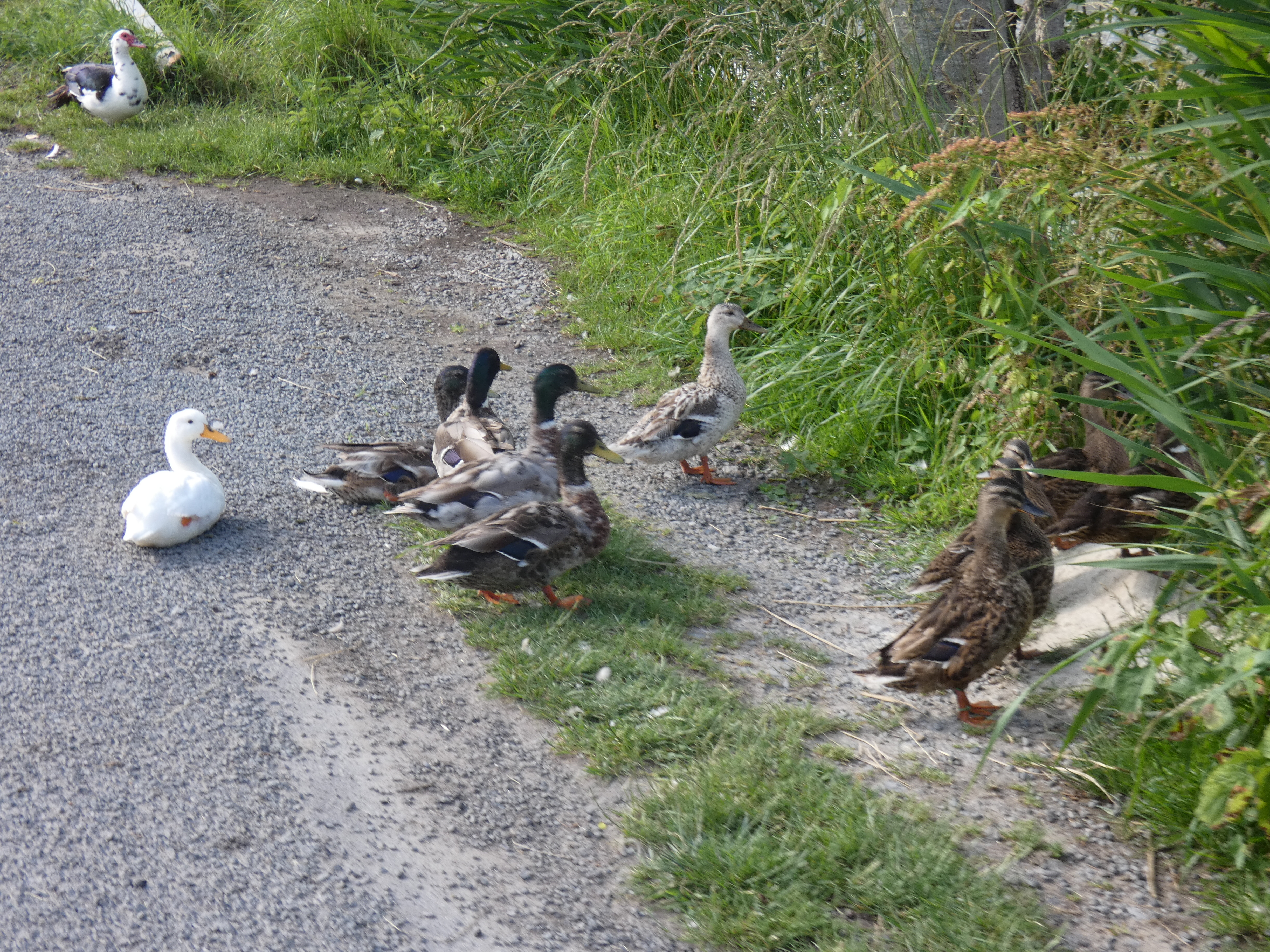 Image 68