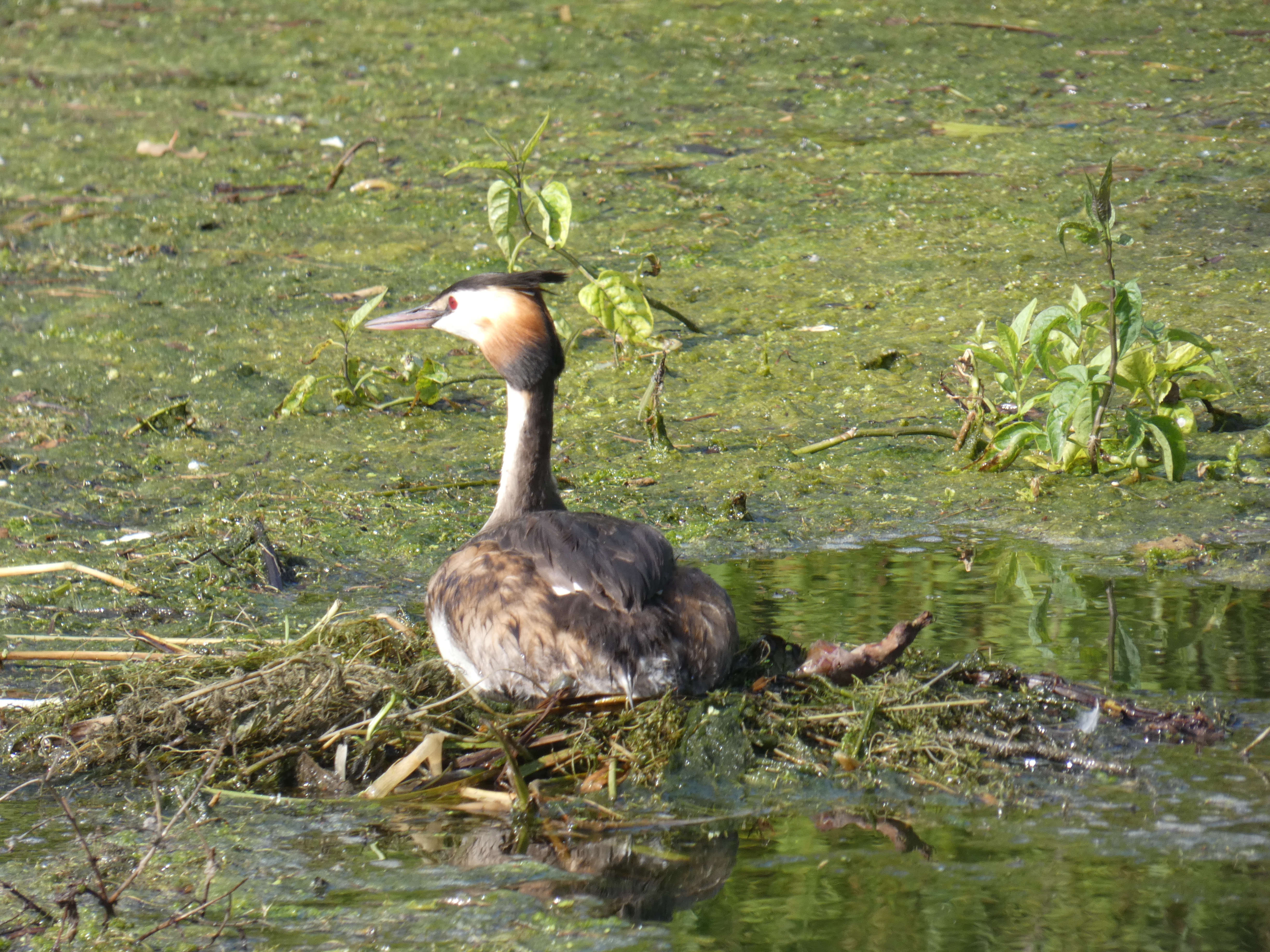 Image 52