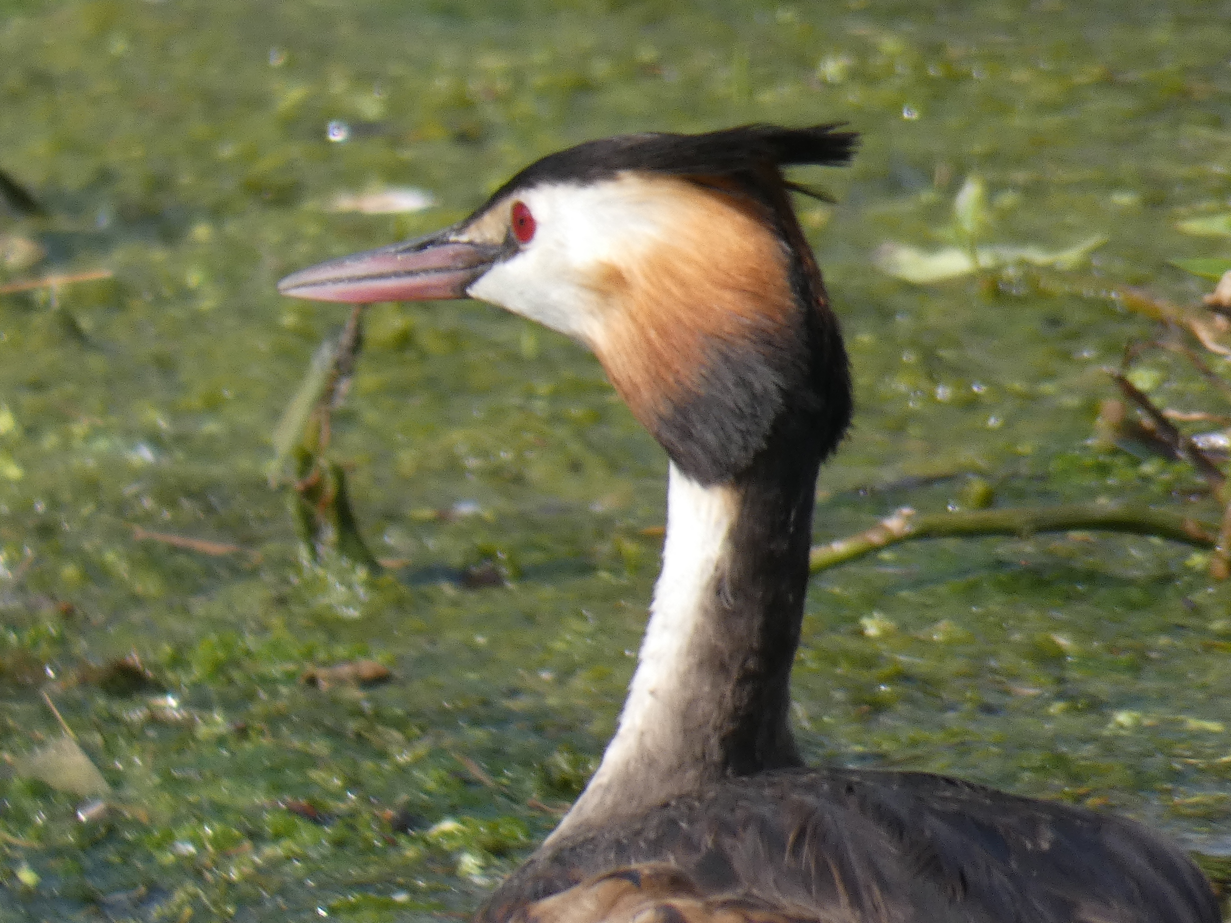 Image 78