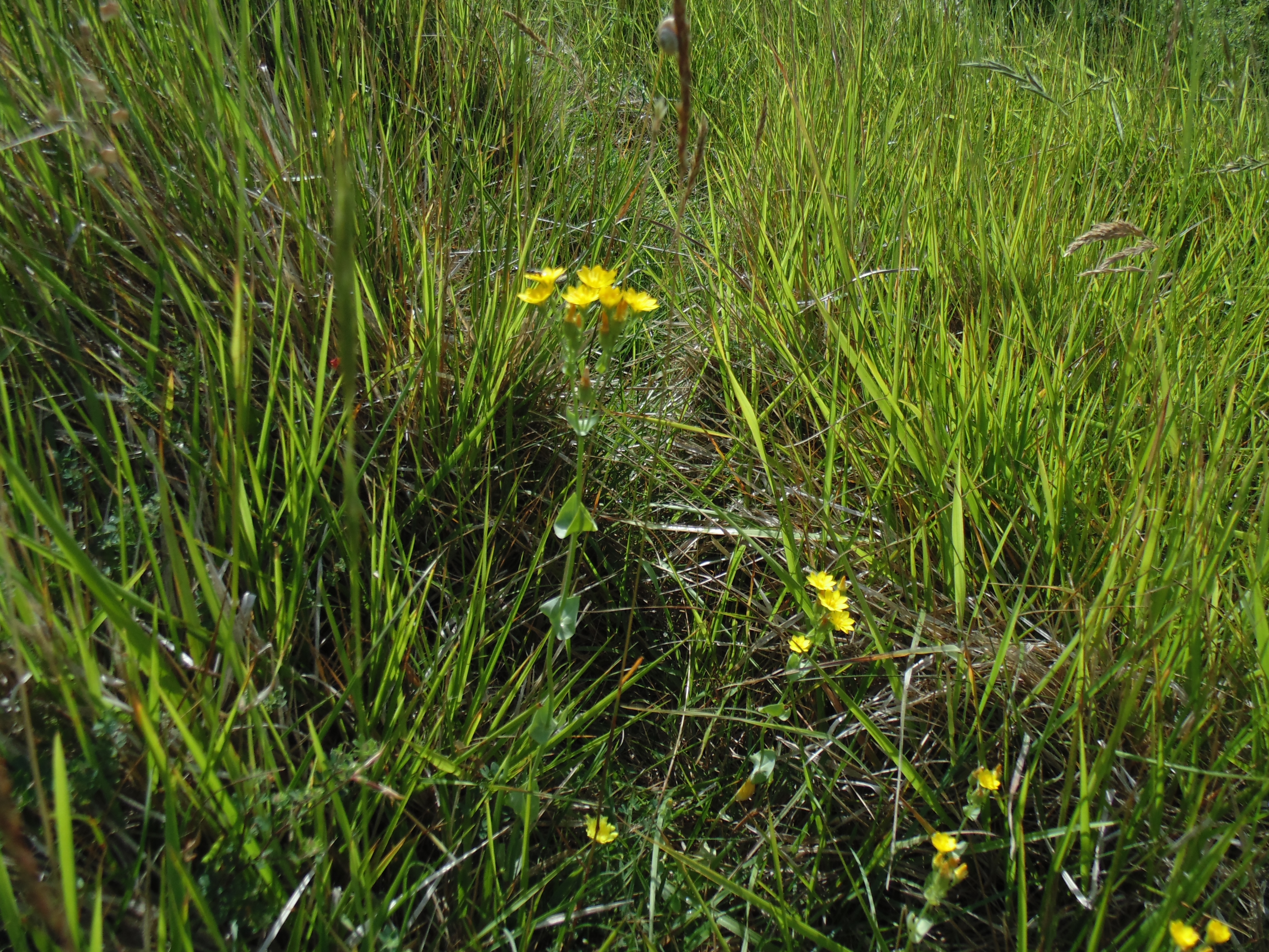 Image 96