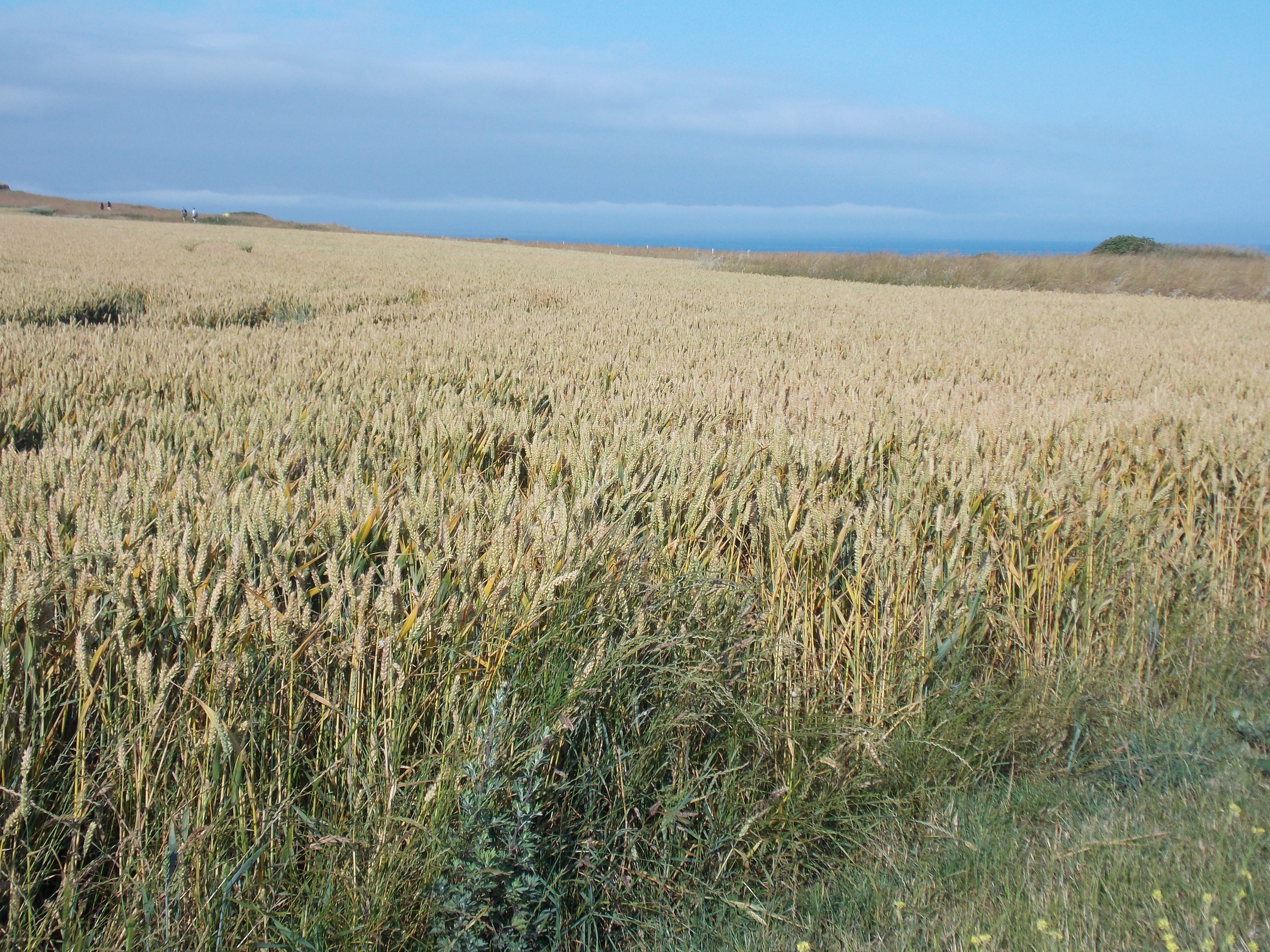 Image 75