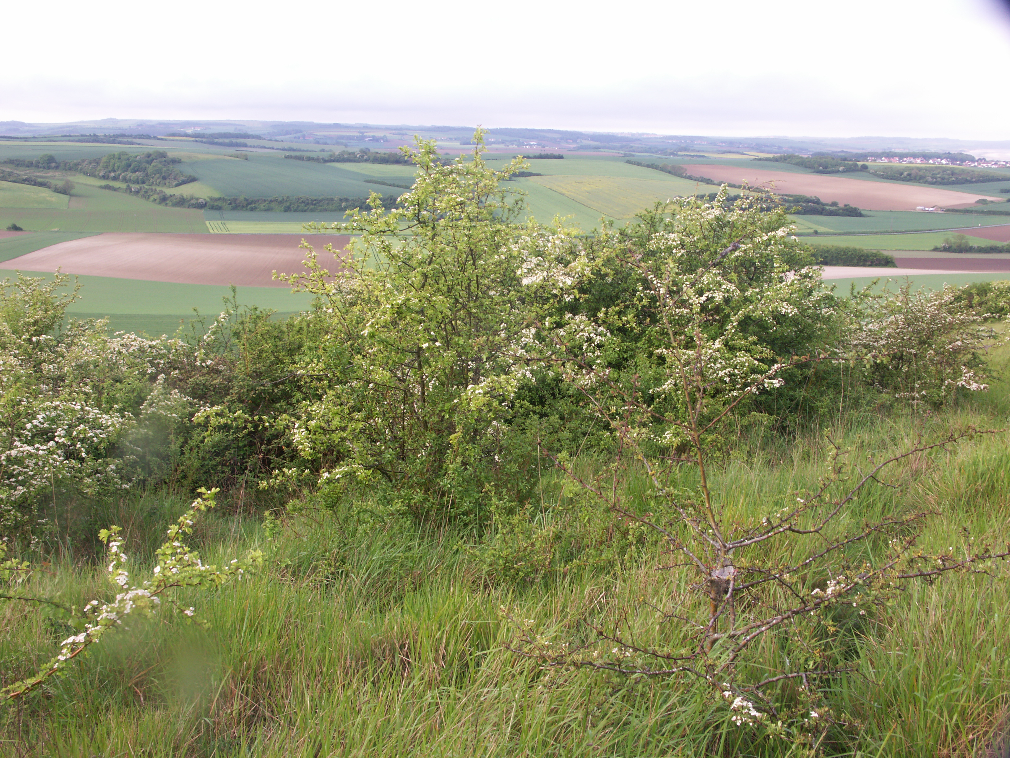 Image 91