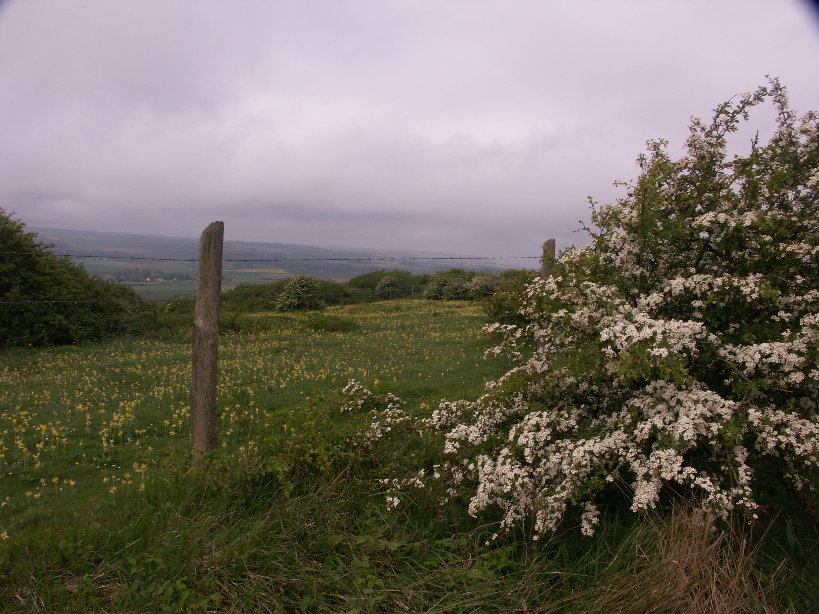 Image 44