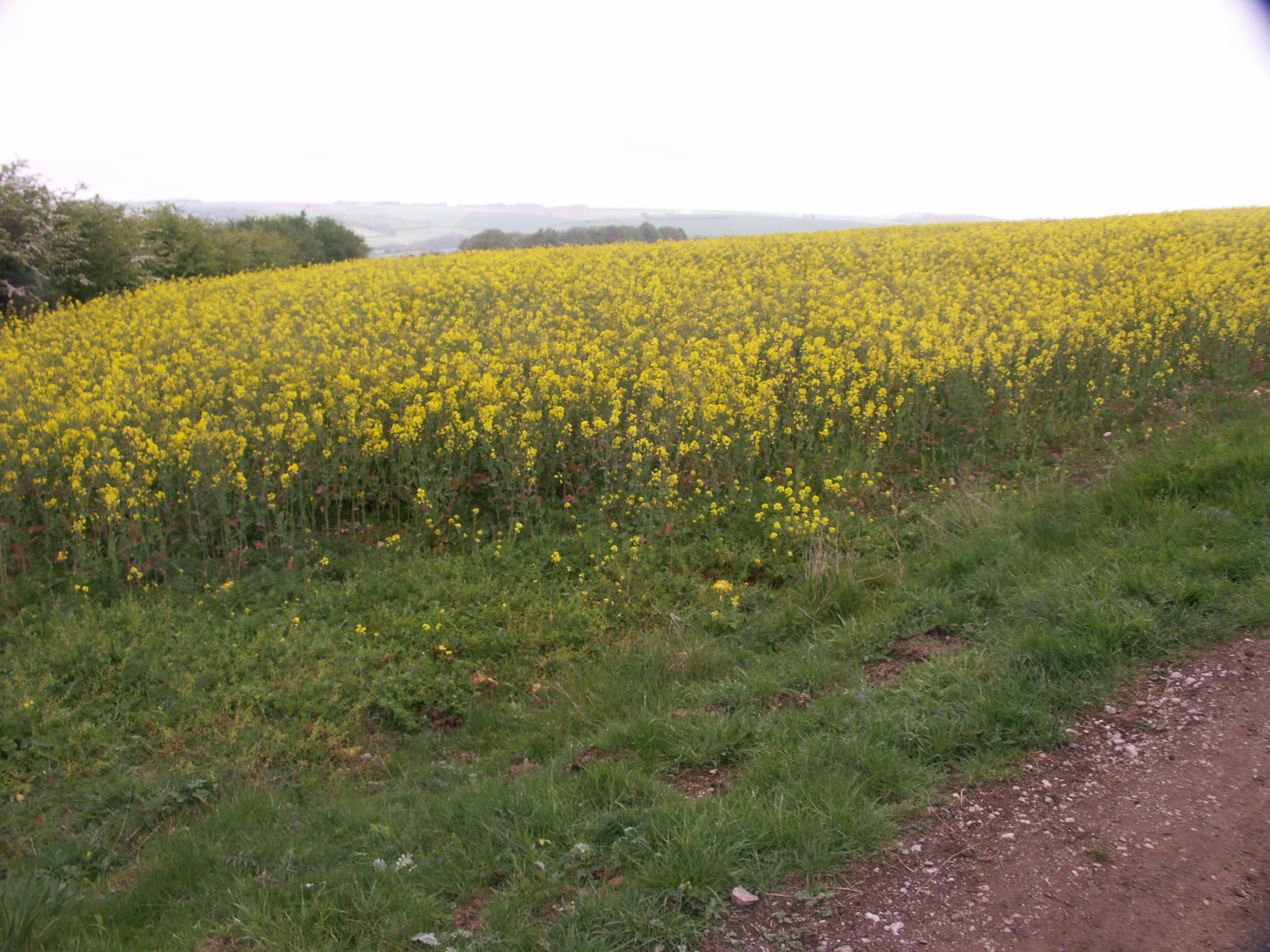 Image 37