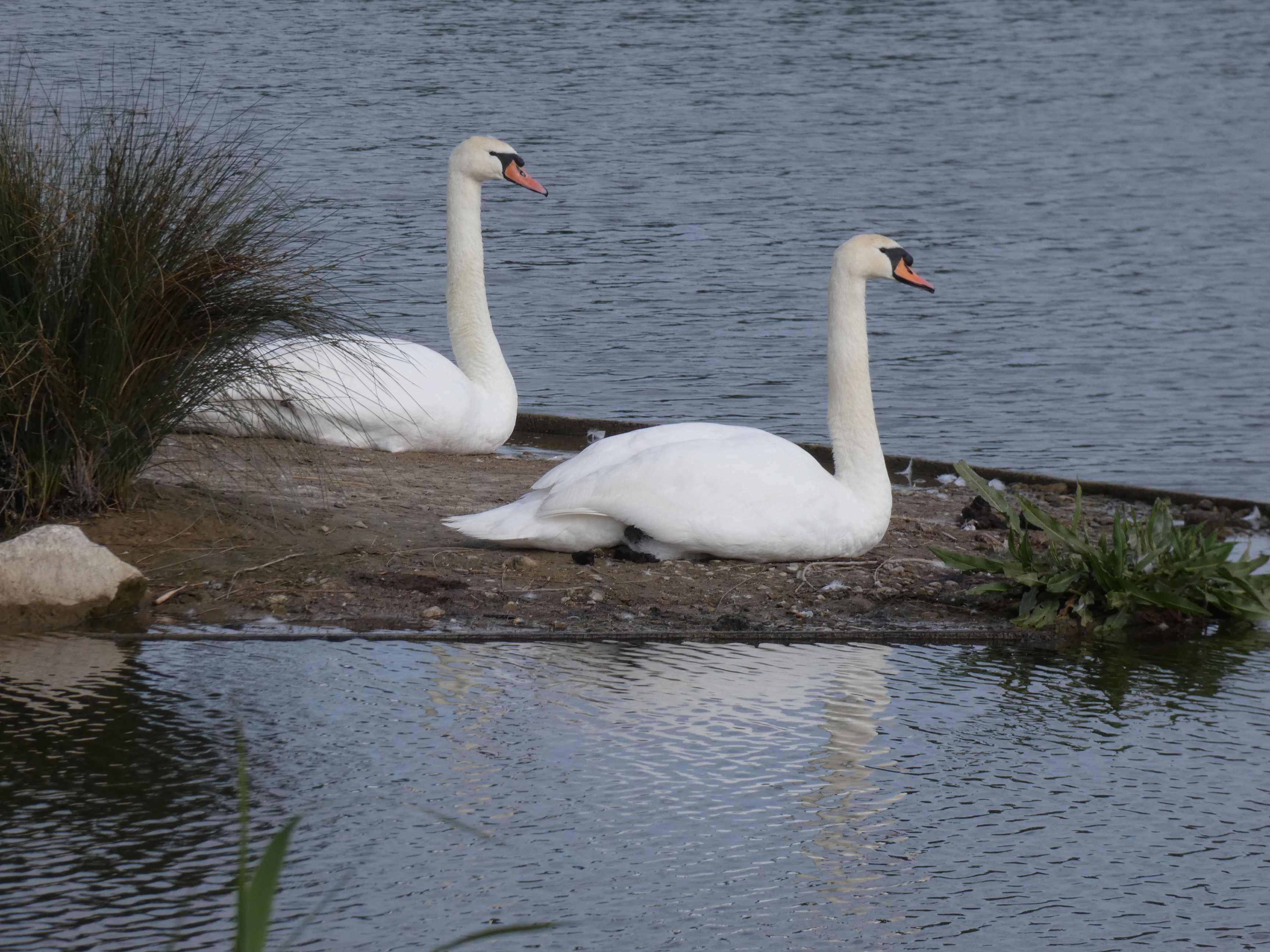 Image 54