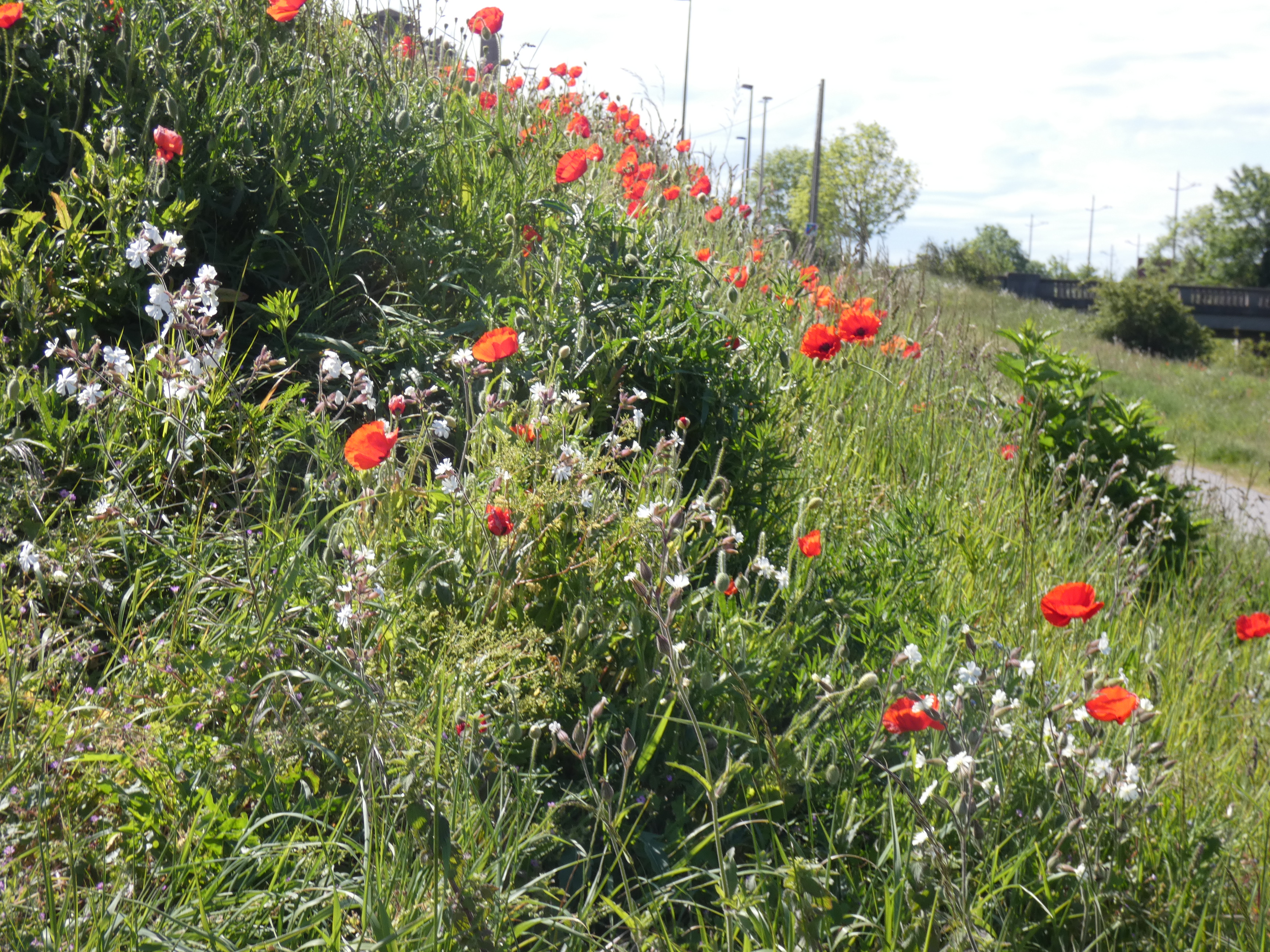Image 93
