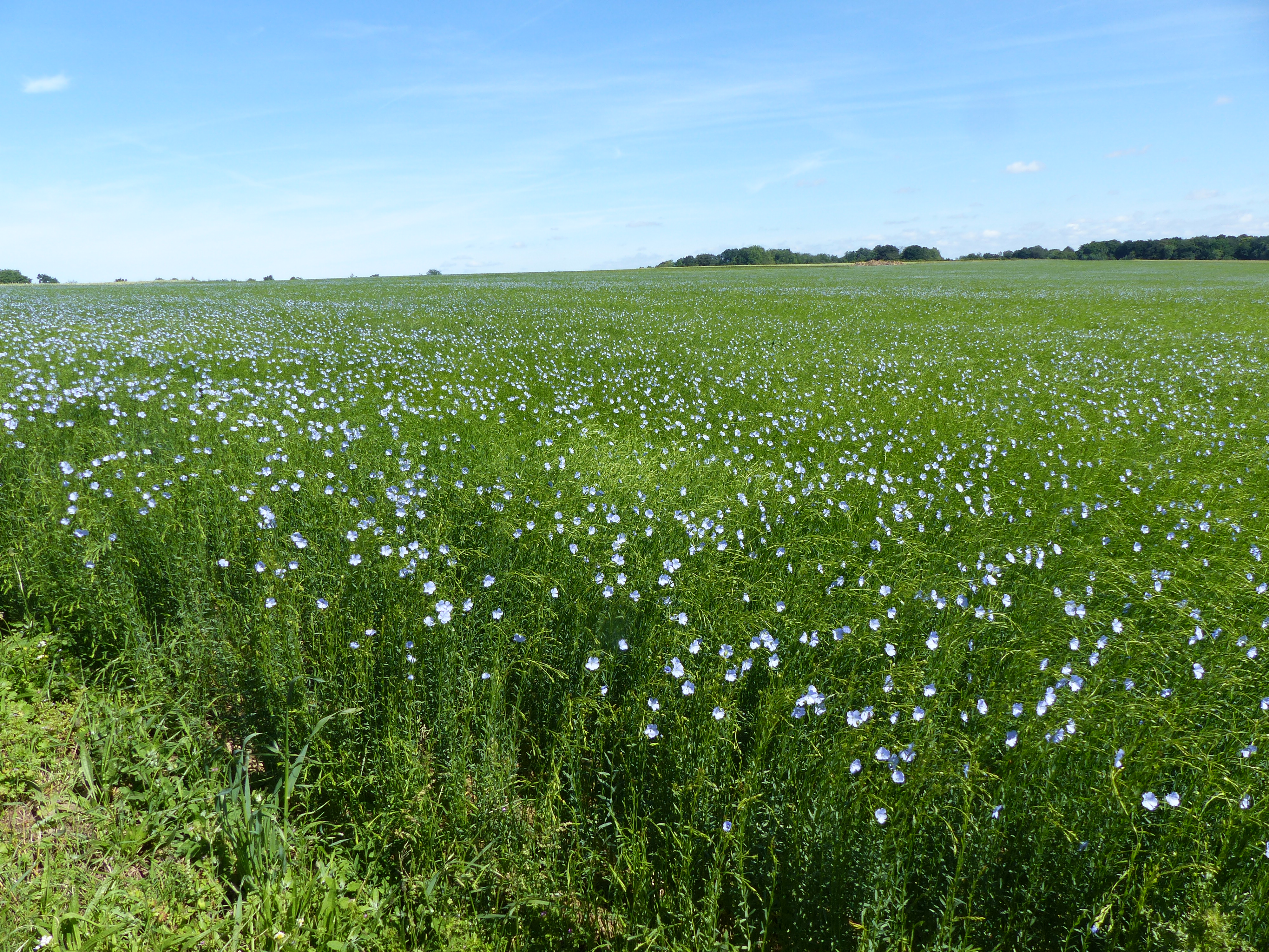 Image 290