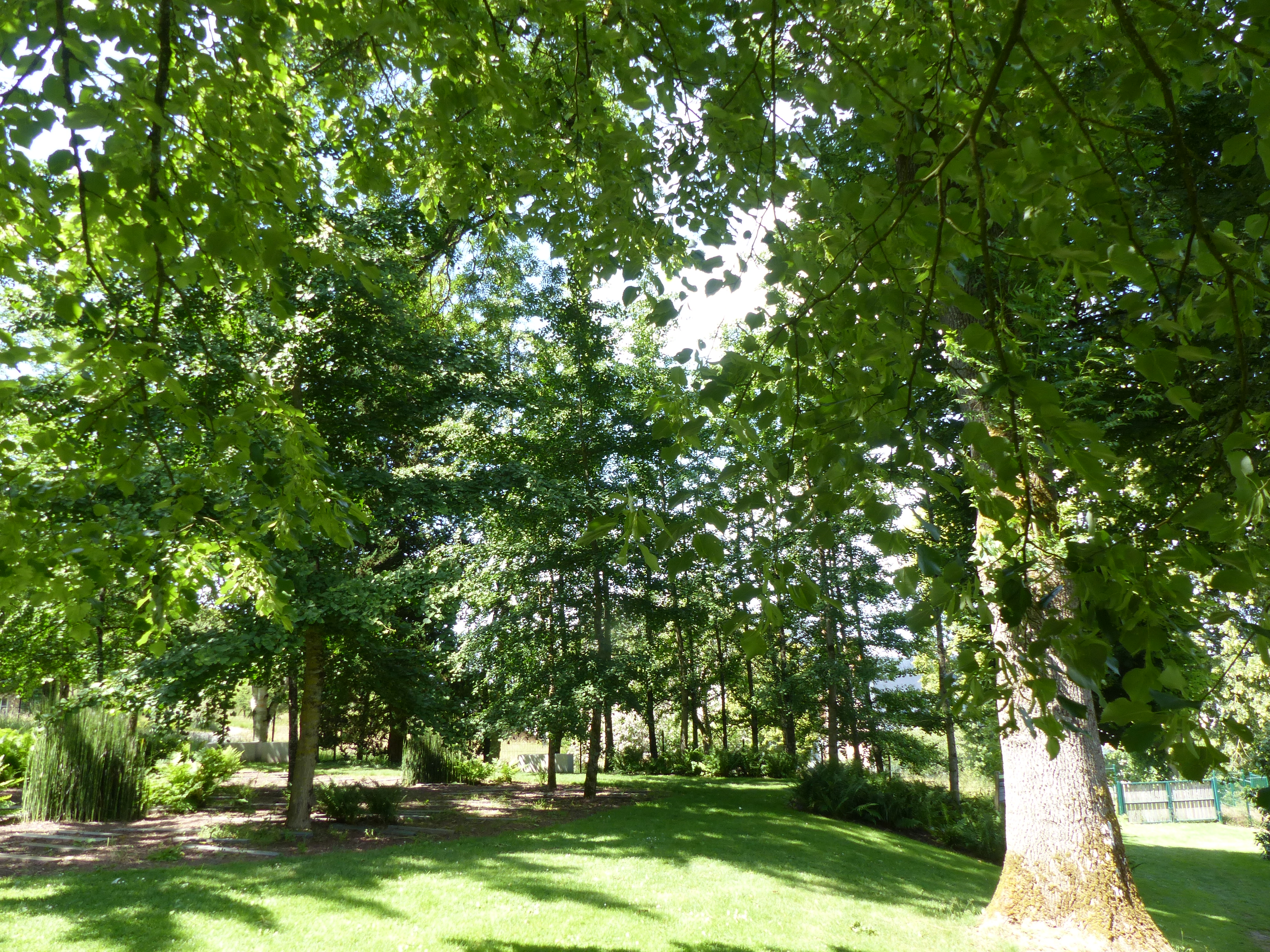 Image 250