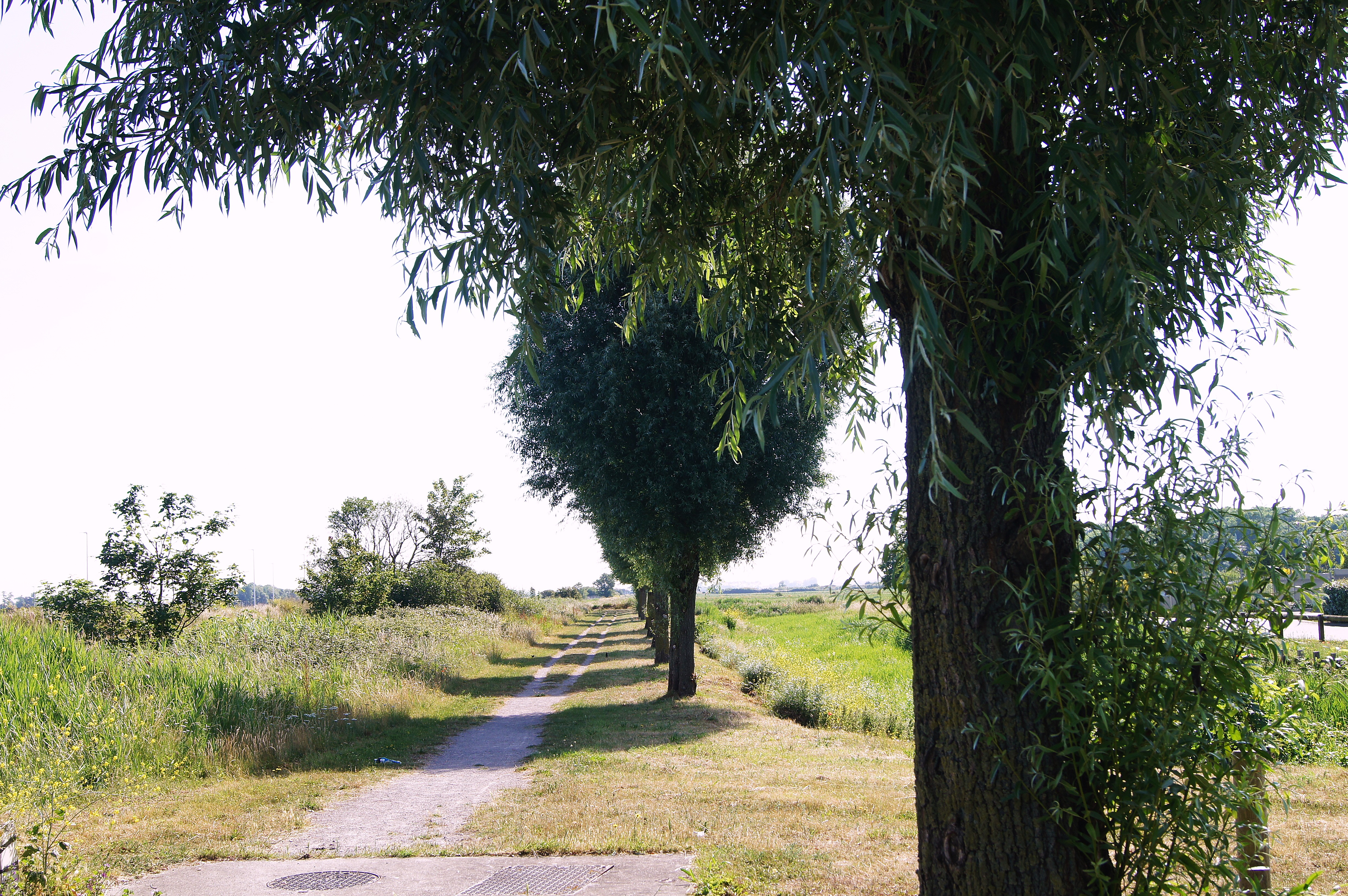 Image 81
