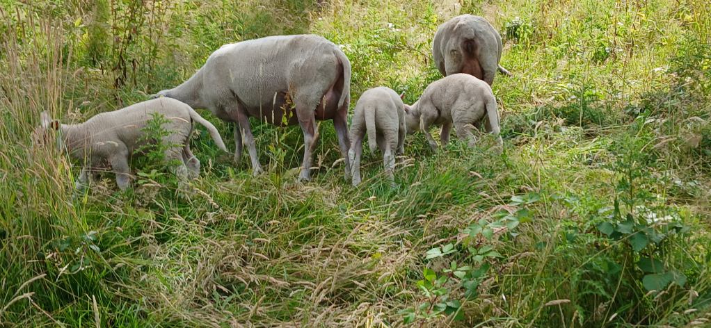 Image 87