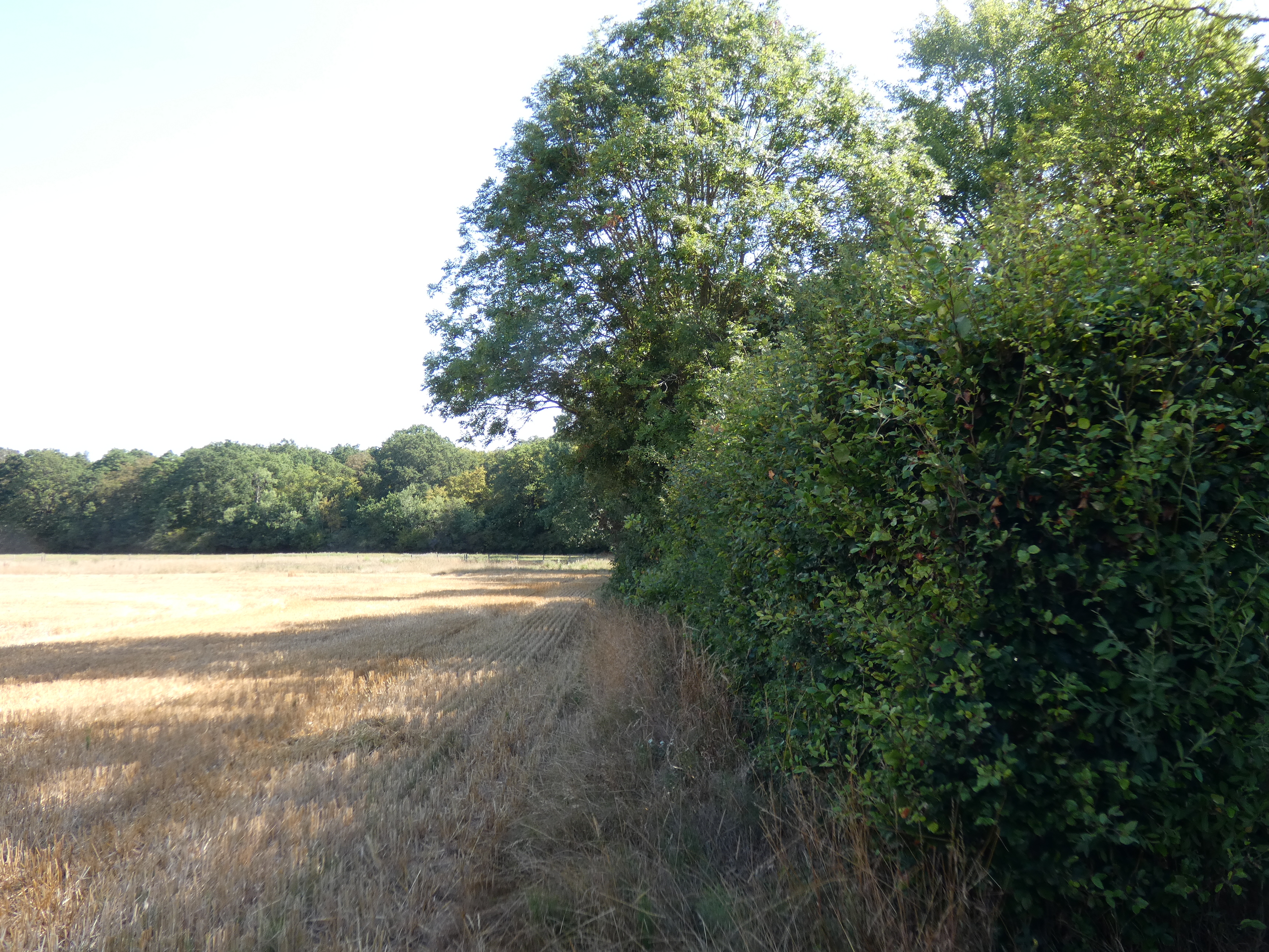 Image 99