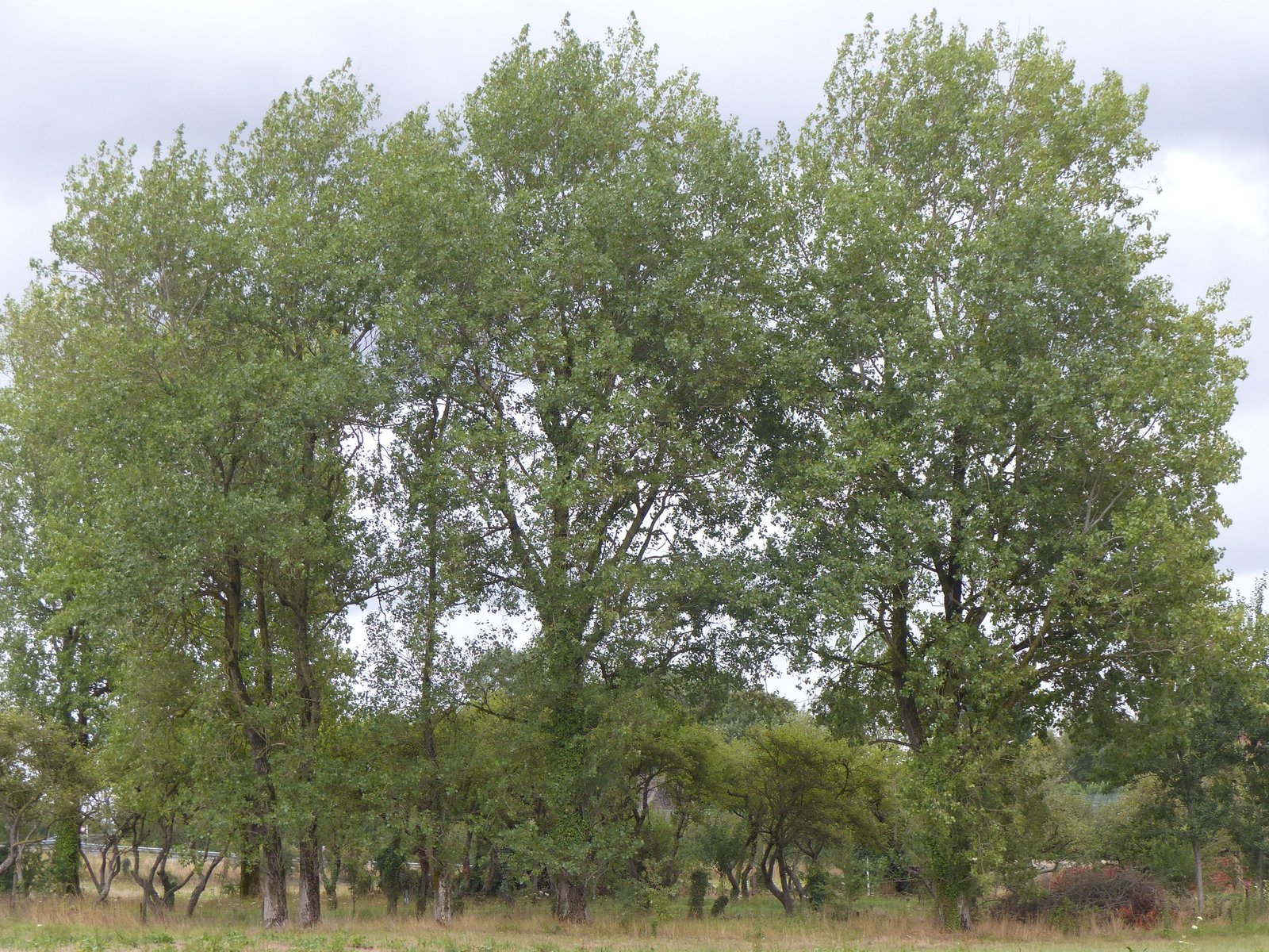 Image 16