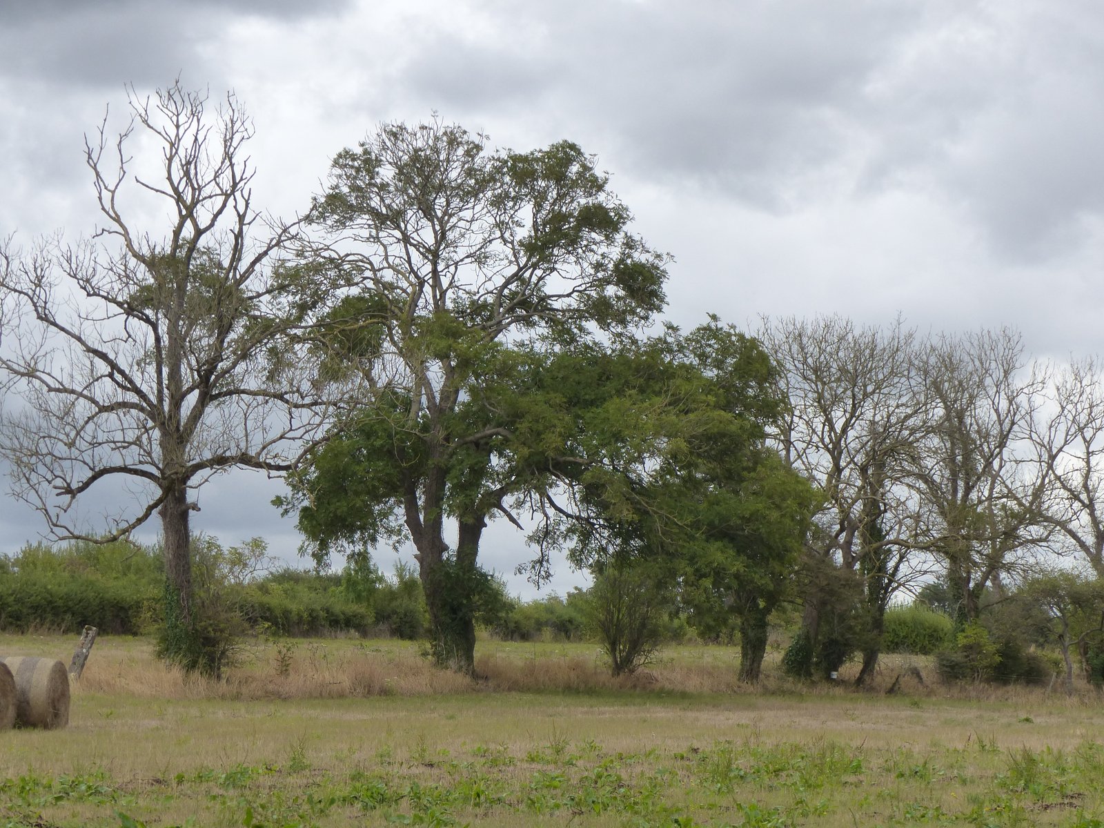 Image 46