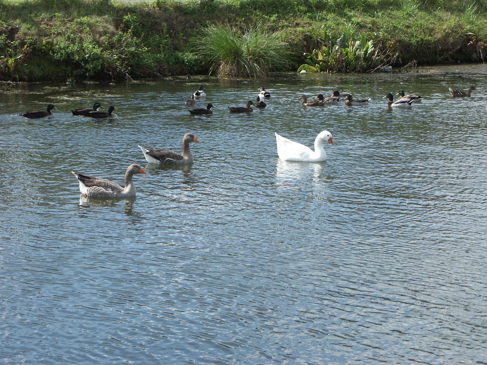 Image 51