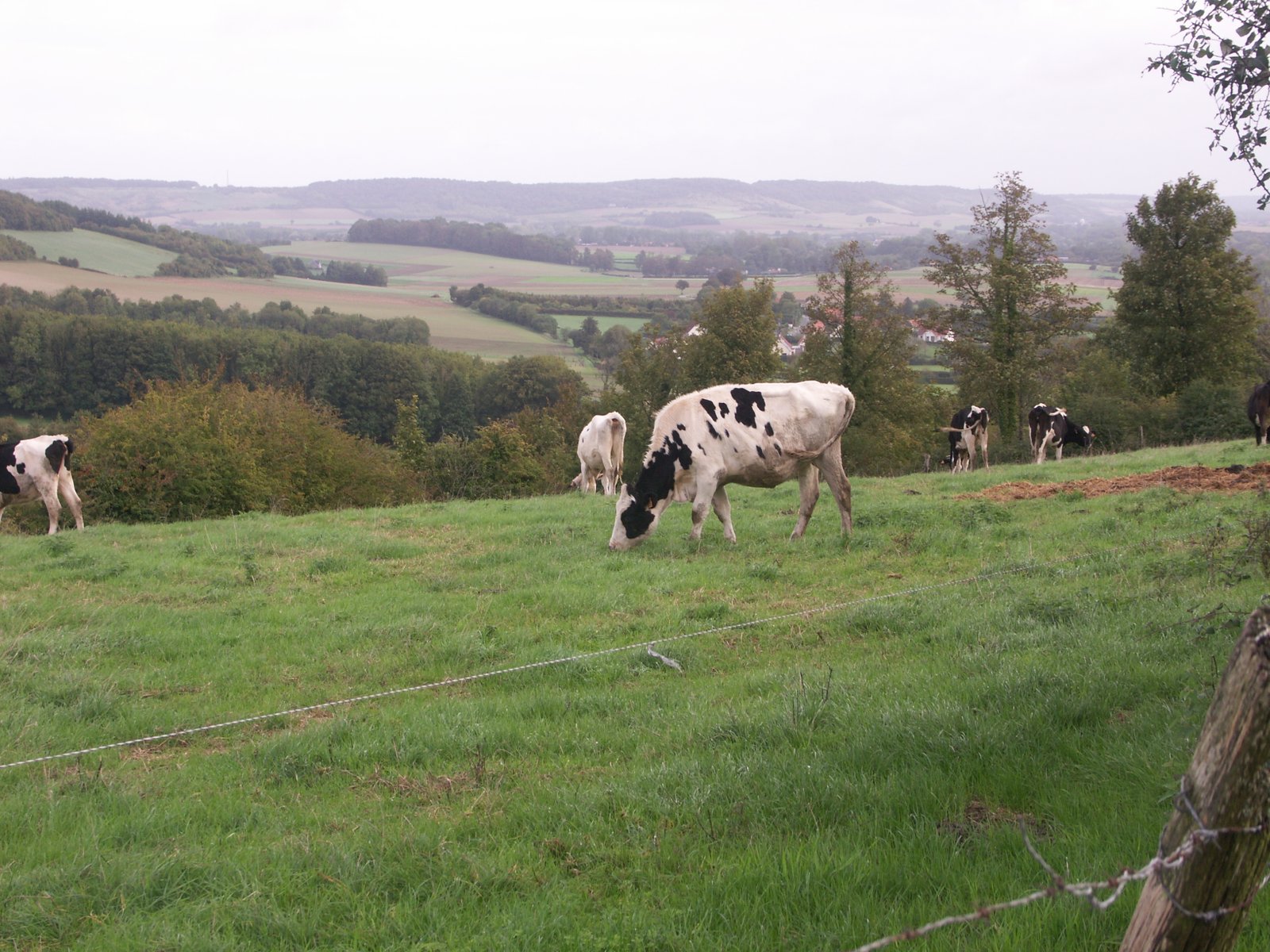 Image 103