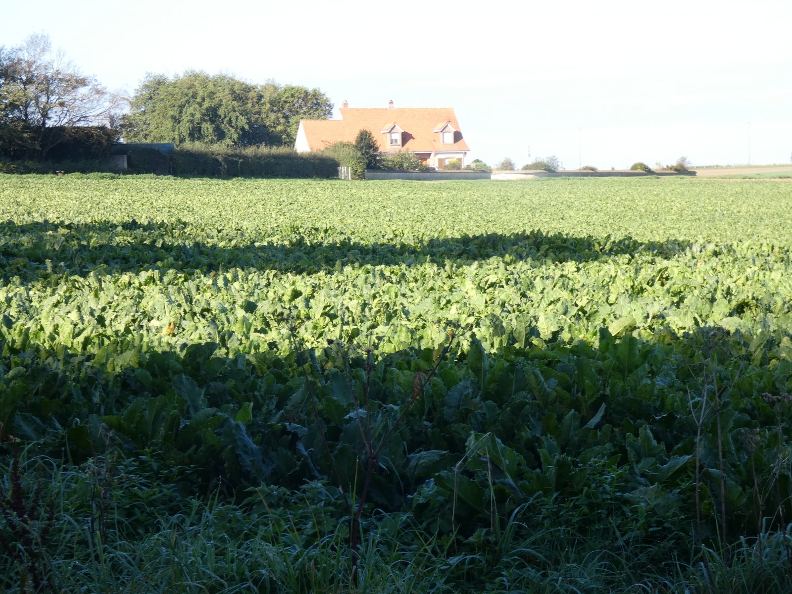 Image 55