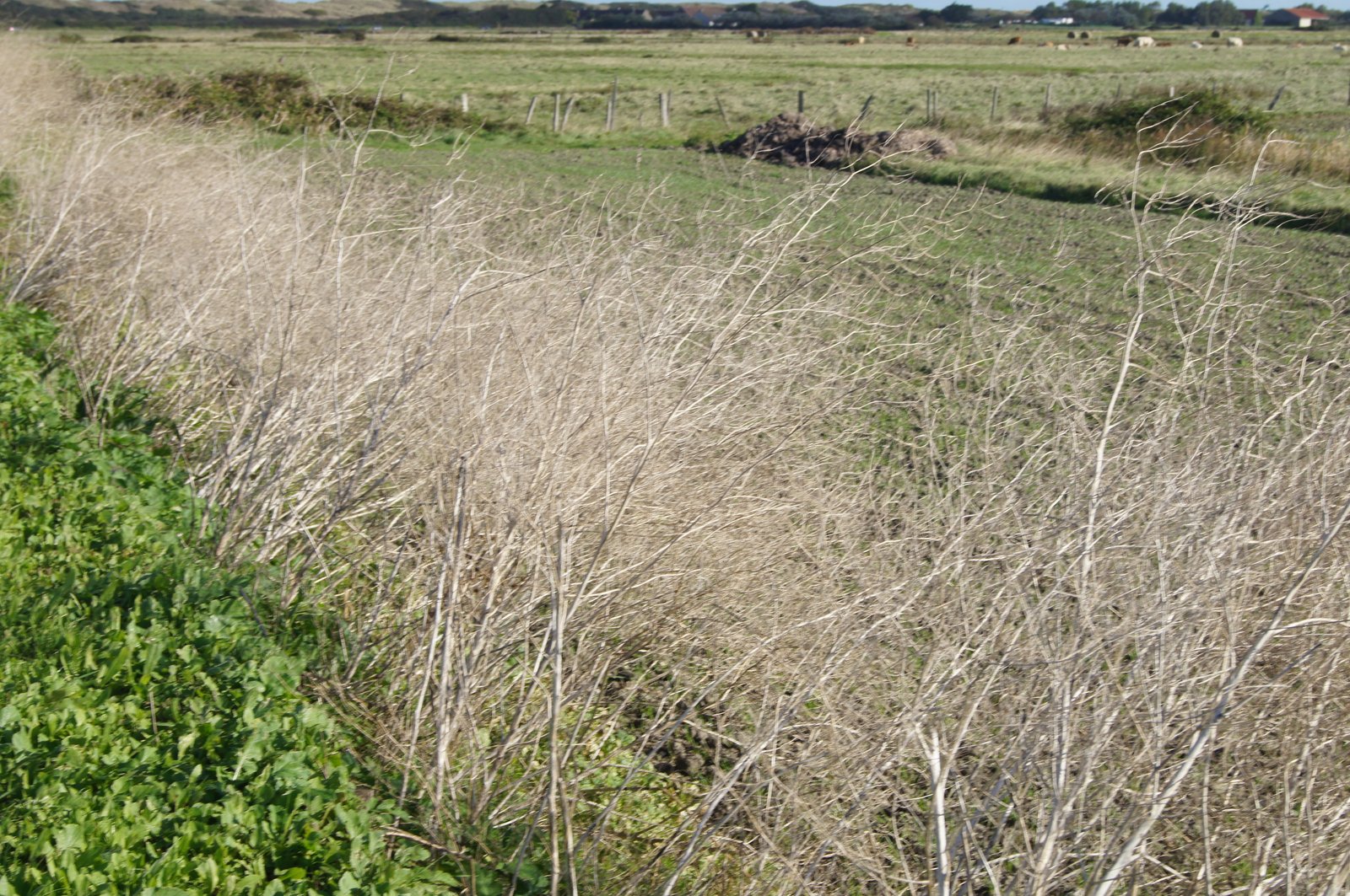 Image 60