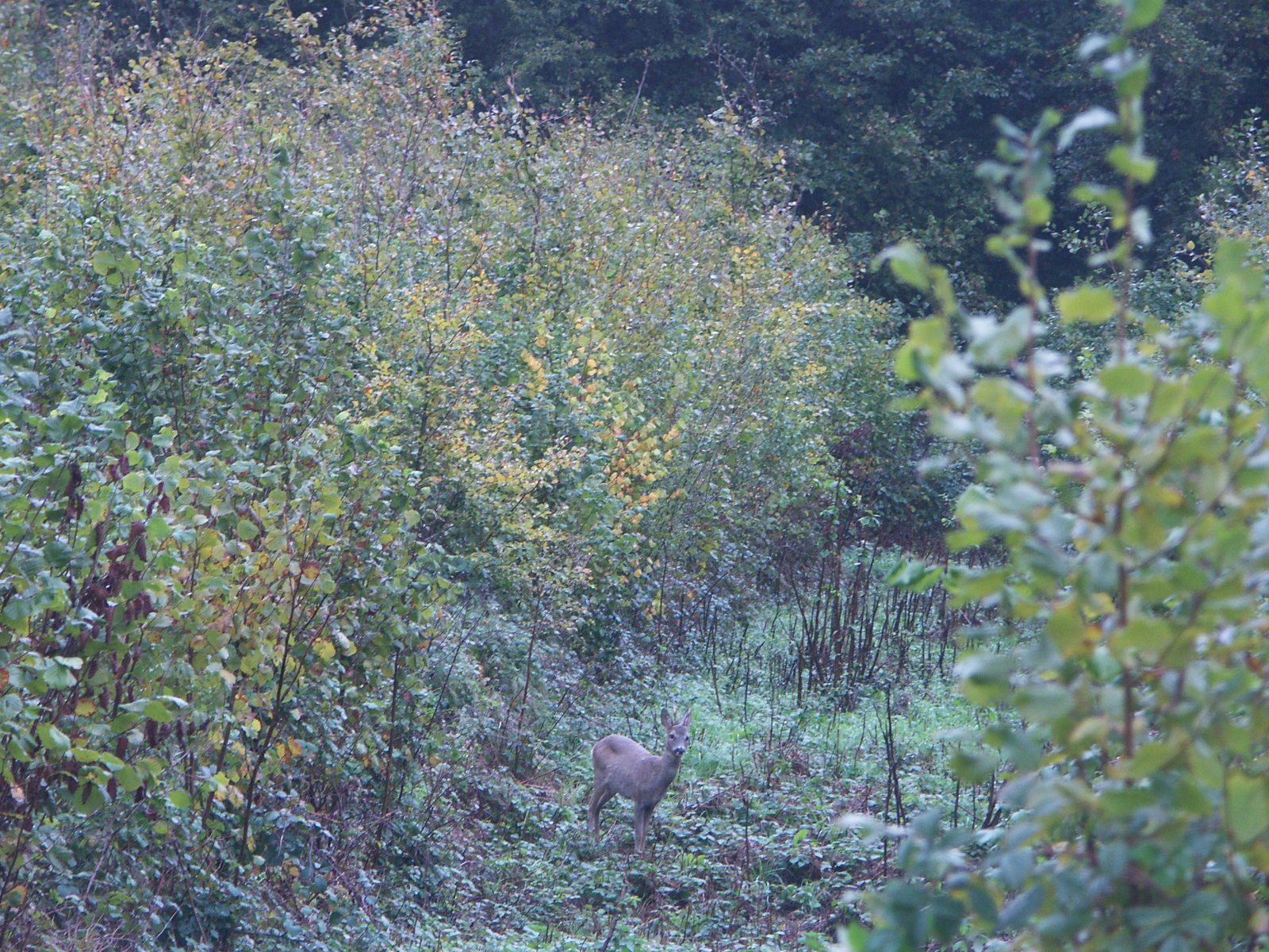 Image 166