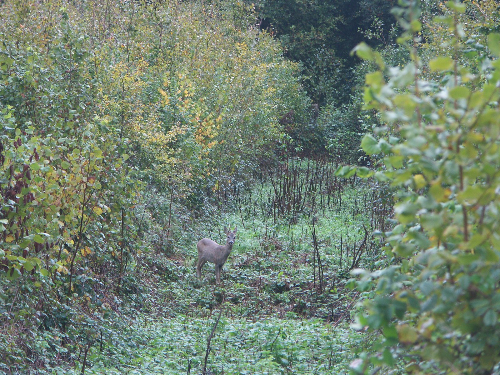 Image 18