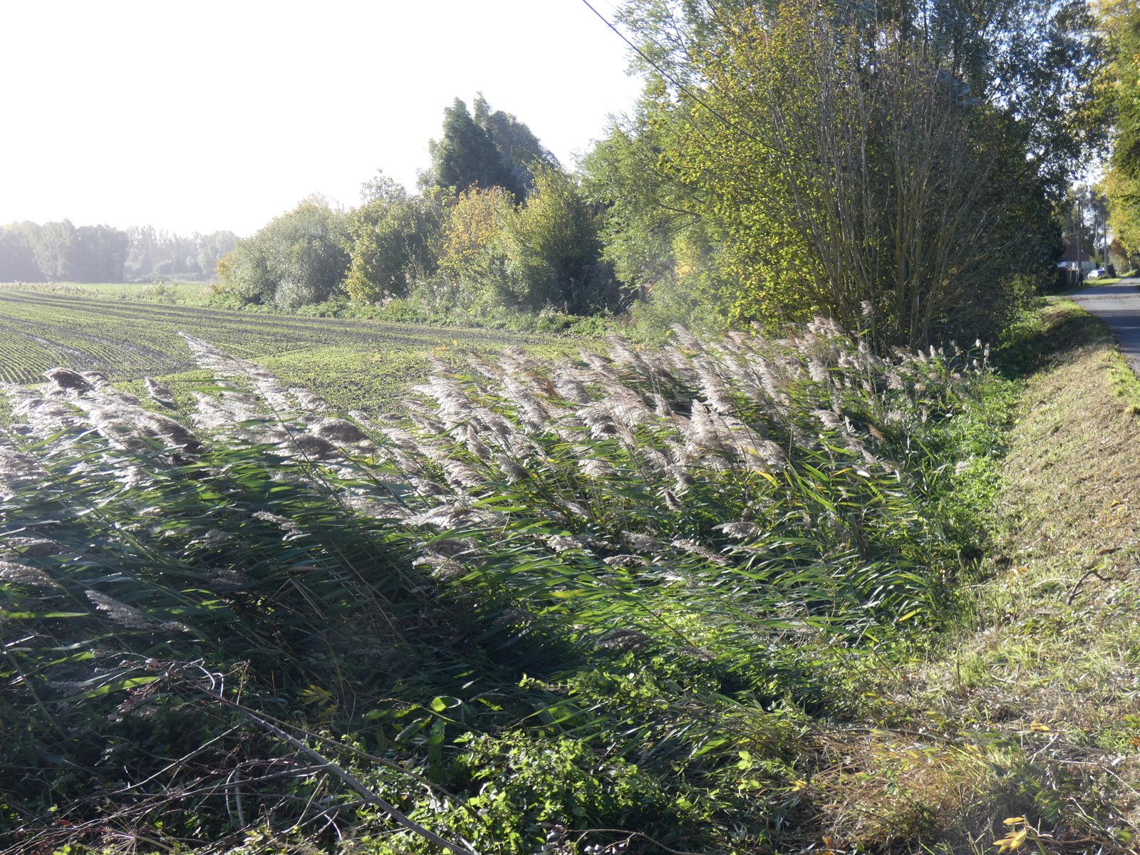 Image 101